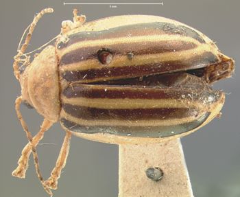 Media type: image; Entomology 17534   Aspect: habitus dorsal view